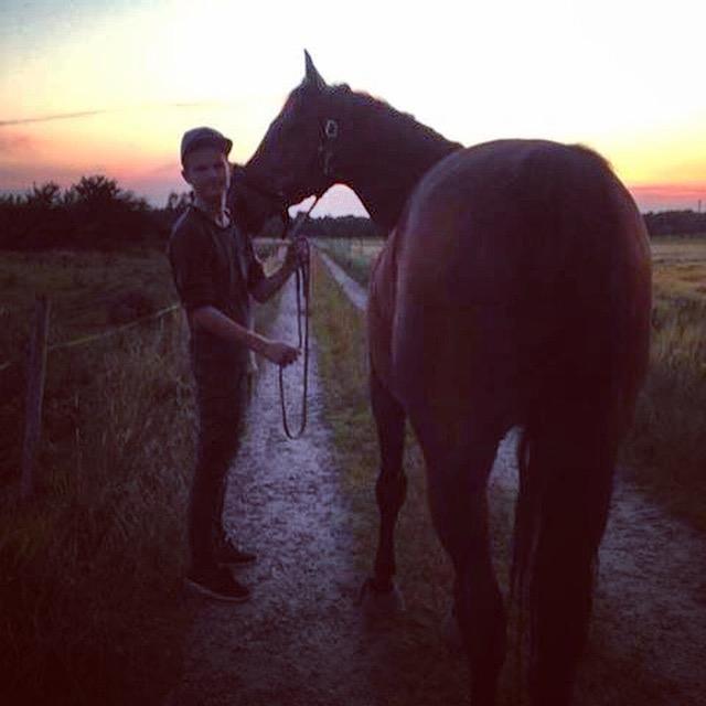 Dansk Varmblod Nicolai-høj billede 3