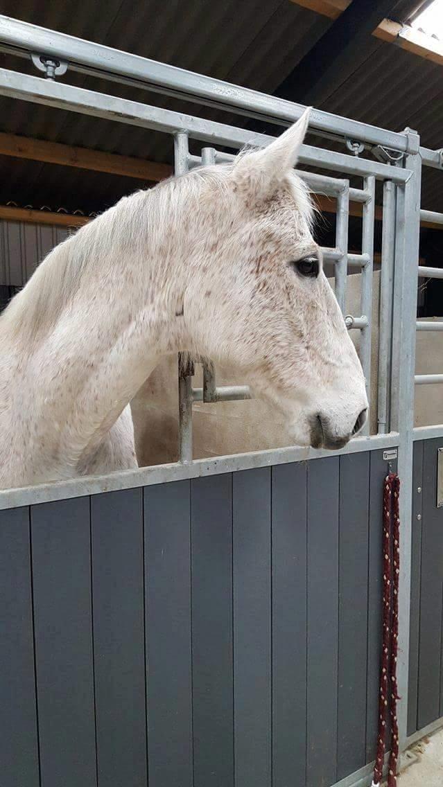 Anden særlig race Clinton - Billedet er taget i går d. 28/3 - 16 da han kom hjem :)  billede 12