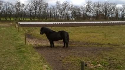 Shetlænder Vestervang felix billede 12