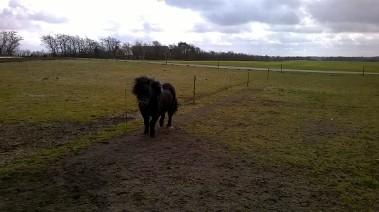 Shetlænder Vestervang felix billede 13