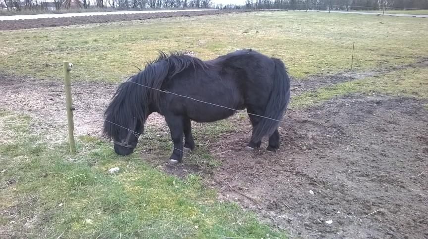 Shetlænder Vestervang felix billede 16