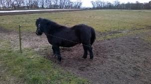 Shetlænder Vestervang felix billede 17