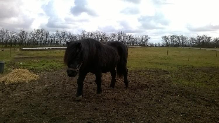 Shetlænder Vestervang felix billede 18