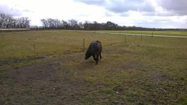 Shetlænder Vestervang felix billede 15