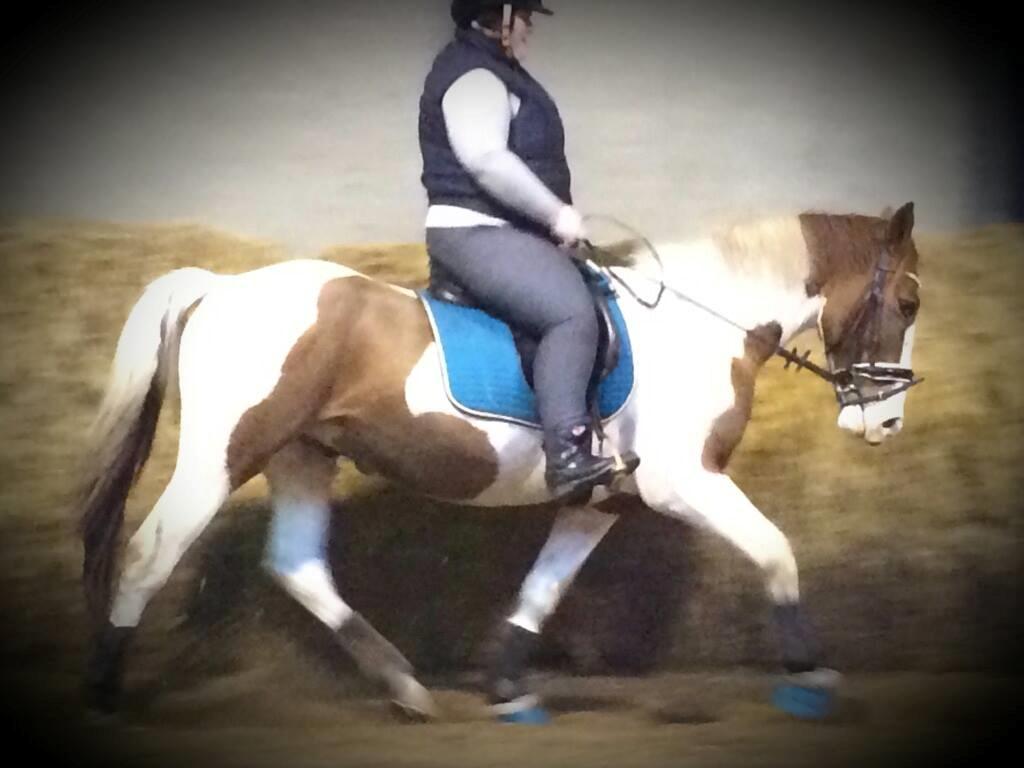 Pinto Captain Morgan billede 1