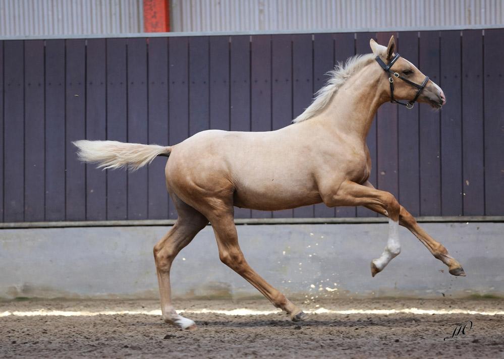 Palomino Hedegaards fair annabell billede 30