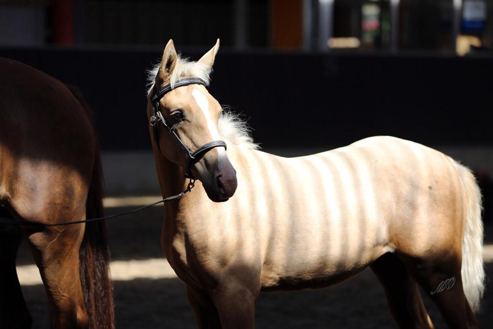 Palomino Hedegaards fair annabell billede 31