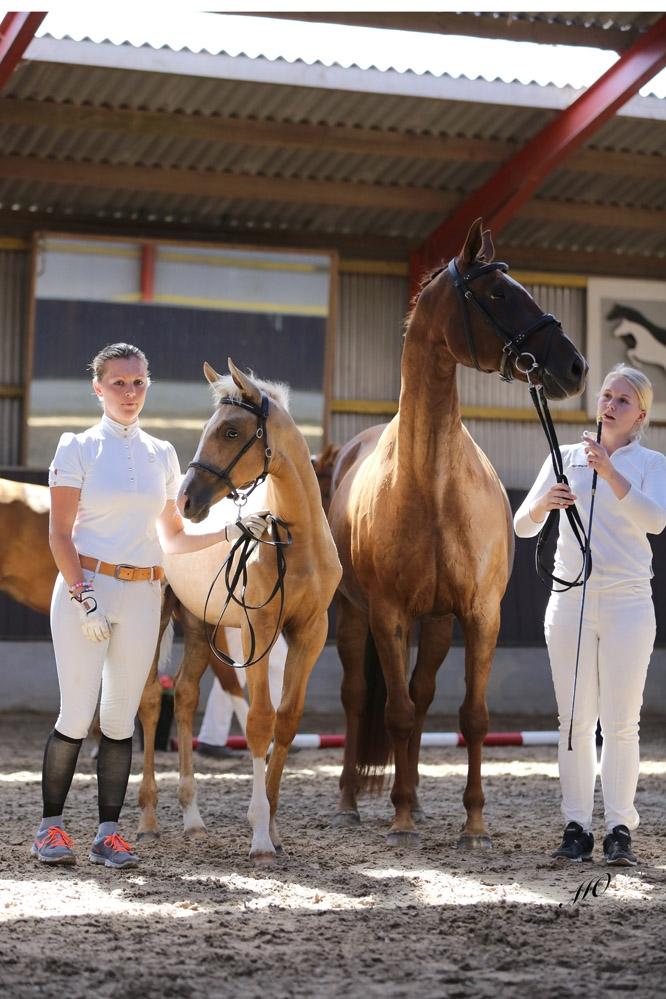 Palomino Hedegaards fair annabell billede 32