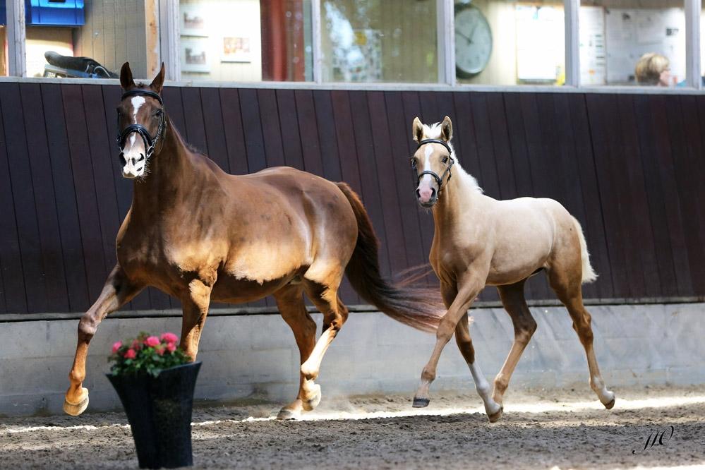 Palomino Hedegaards fair annabell billede 29