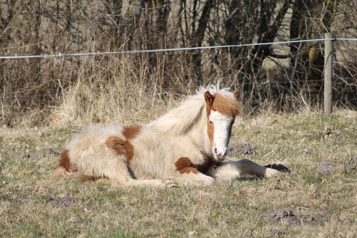 Islænder Flugandi fra Præstegården billede 7