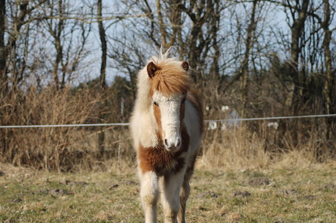 Islænder Flugandi fra Præstegården billede 8