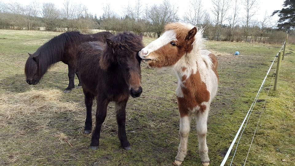 Islænder Flugandi fra Præstegården billede 6
