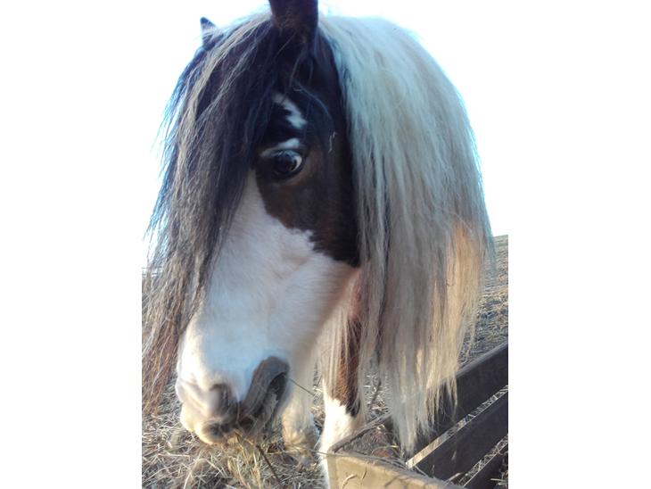 {{currentPhoto.altText}} billede {{currentPhoto.number}}