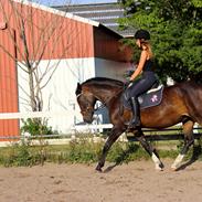 Anden særlig race Blicka Star