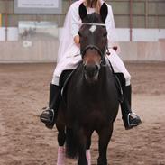 Anden særlig race Blicka Star