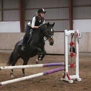 Anden særlig race Blicka Star