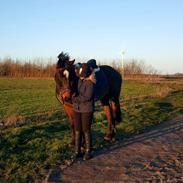 Dansk Varmblod /Oldenborg - Calimero