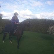 Welsh Partbred (Sec F) holmlunds miss charming