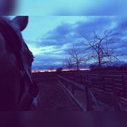 Knabstrupper Rughavens fenja