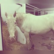 Knabstrupper Rughavens fenja