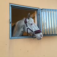 Knabstrupper Rughavens fenja