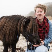 Shetlænder  karlsbjerggårds etello 