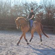 Dansk Varmblod Landlystes romio