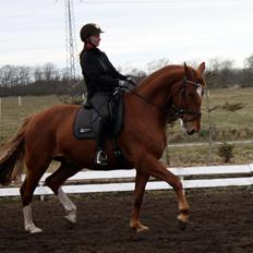 Dansk Varmblod Stidsholts Brad