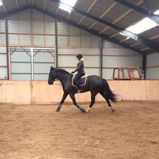 Anden særlig race MiniMax