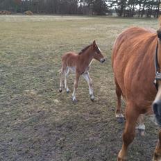Anden særlig race Ann'drogles Varmløse