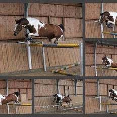 Anden særlig race Winnetou - Winnie