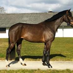 Dansk Varmblod Don Caramo