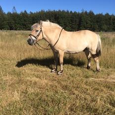 Fjordhest Ronaldo