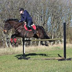 New Forest Skovens Micon 