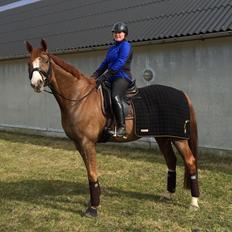 Dansk Varmblod Another Prince  Skovbo (Solgt)