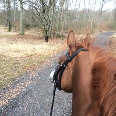 Dansk Varmblod Another Prince  Skovbo (Solgt)