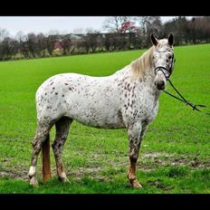 Knabstrupper Strauss' kichar