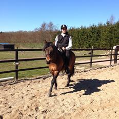 Connemara Perrys Triton (himmelhest)