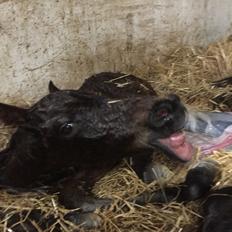 Barockpferd Vestergaard's Santiana