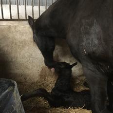 Barockpferd Vestergaard's Santiana