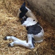 Irish Cob Margurittens Argá