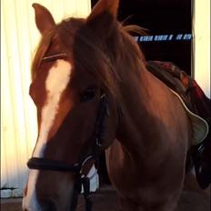 DSP Snorgaardens Mango