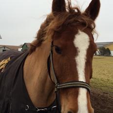 DSP Snorgaardens Mango