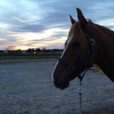 DSP Snorgaardens Mango