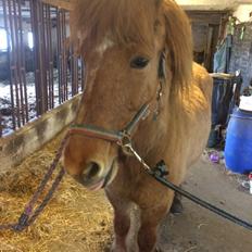 Islænder Glossa fra Eyfjord