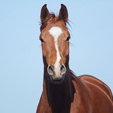 Anden særlig race SPANGBOGAARDS MIKADO