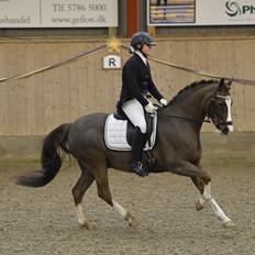 New Forest Ygor [1/3 A PONY] FORESALE 