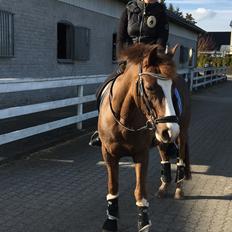 New Forest Ygor [1/3 A PONY] FORESALE 