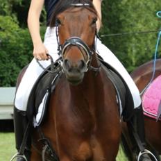 Anden særlig race Wupti