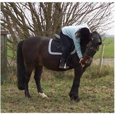 Anden særlig race Basse